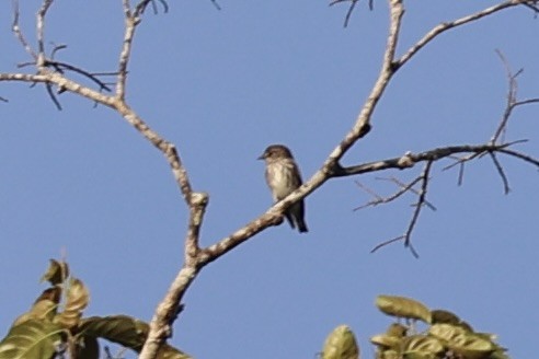 Gray-streaked Flycatcher - ML646334364