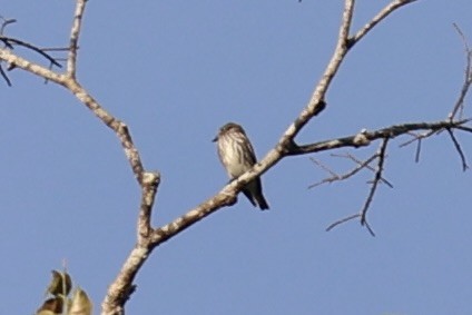 Gray-streaked Flycatcher - ML646334365