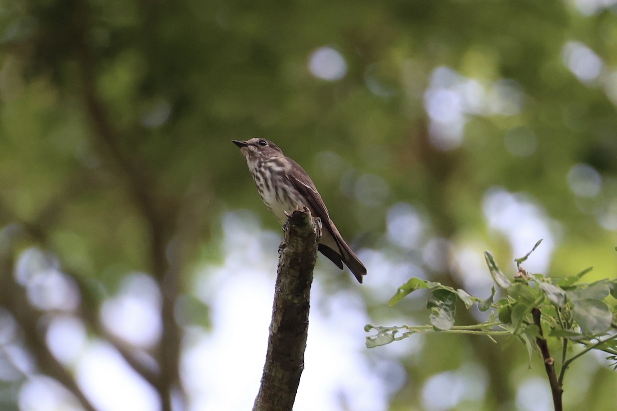 Gray-streaked Flycatcher - ML646334366