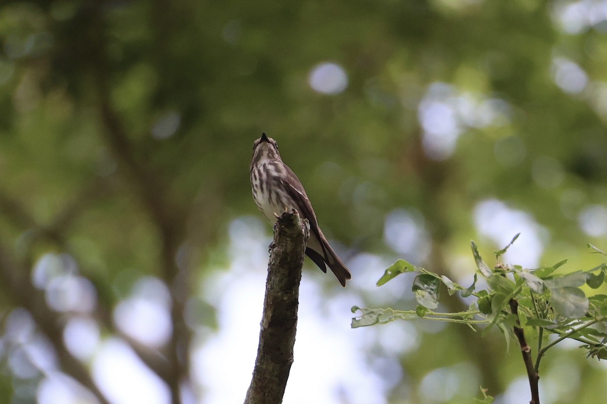 Gray-streaked Flycatcher - ML646334367