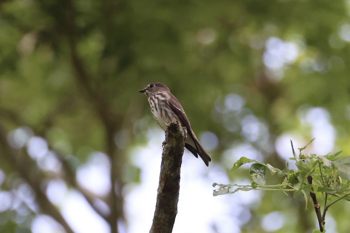 Gray-streaked Flycatcher - ML646334368