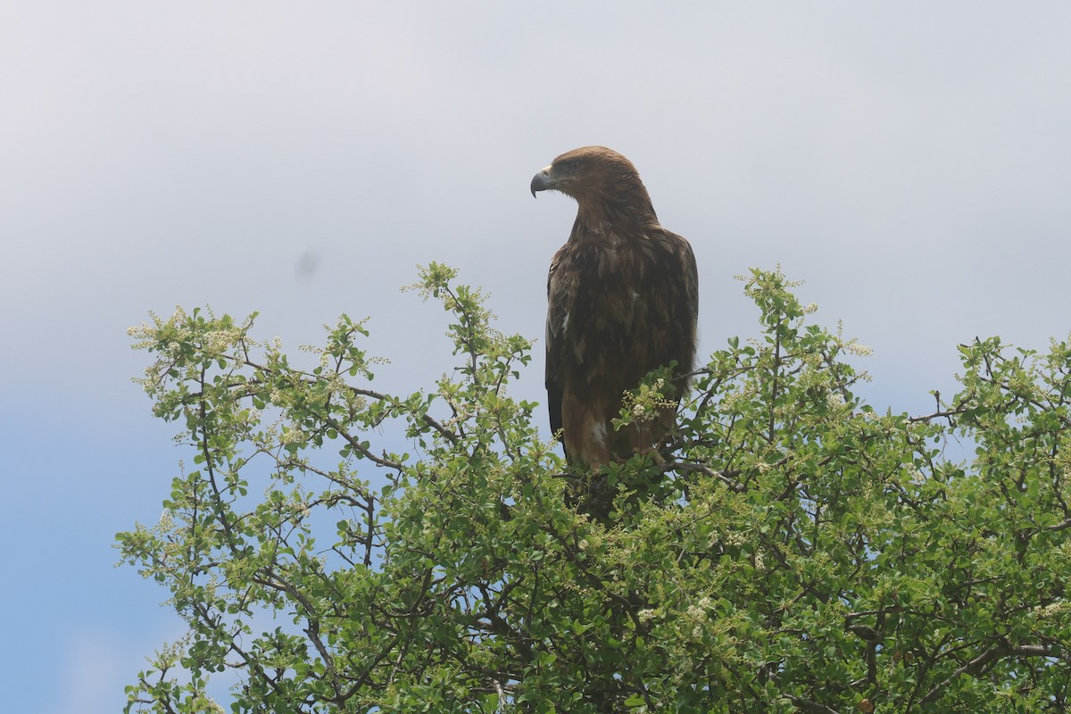 Tawny Eagle - ML646334369