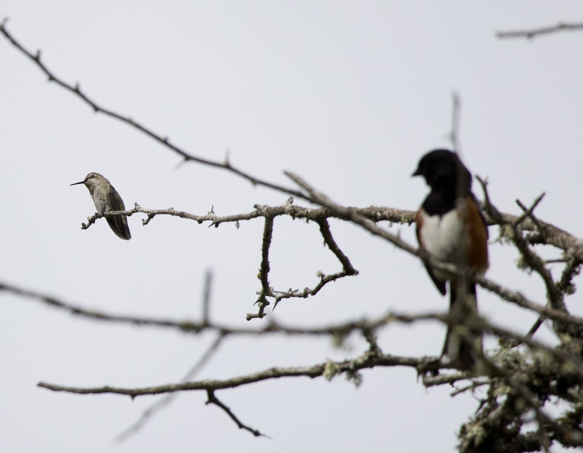 Anna's Hummingbird - ML646334370