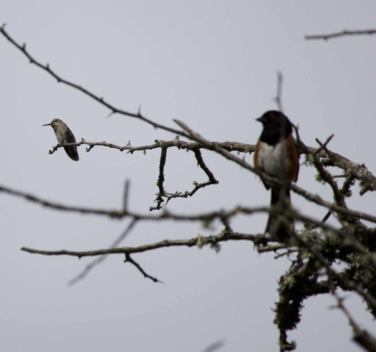Anna's Hummingbird - ML646334371