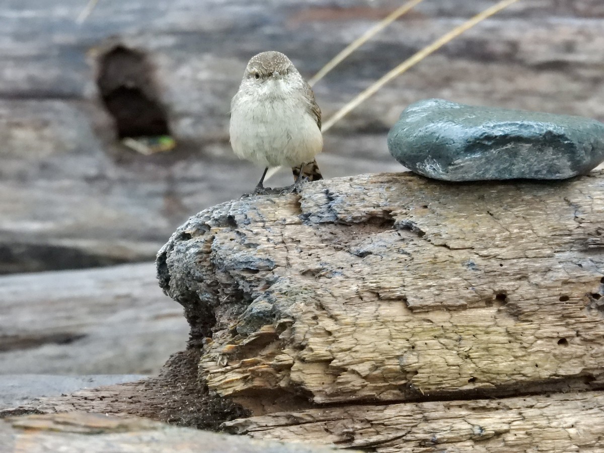 Rock Wren - ML646334372