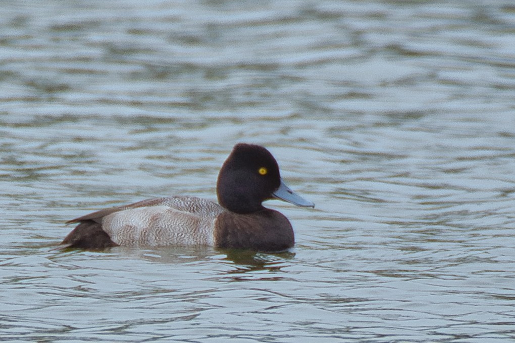 Lesser Scaup - ML646334373