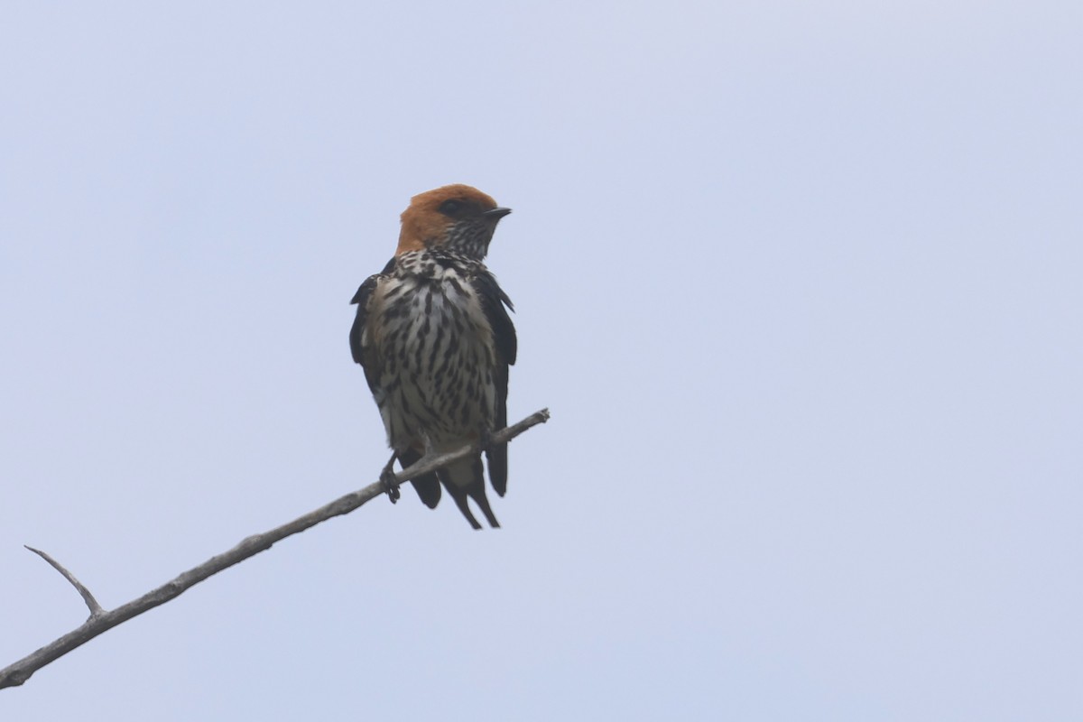 Lesser Striped Swallow - ML646334374