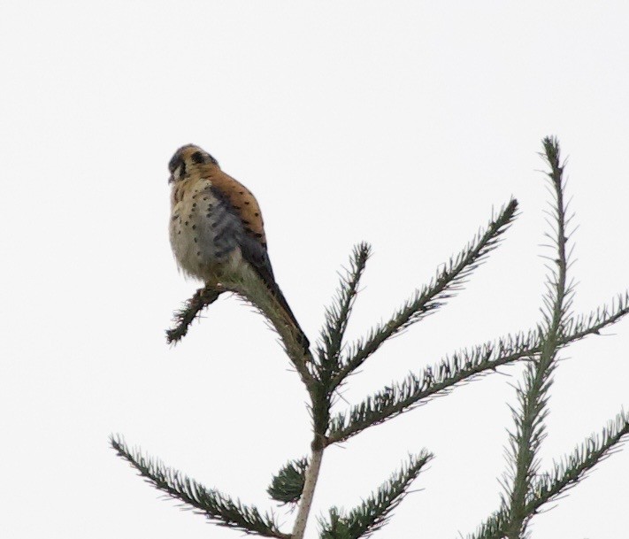 American Kestrel - ML646334375