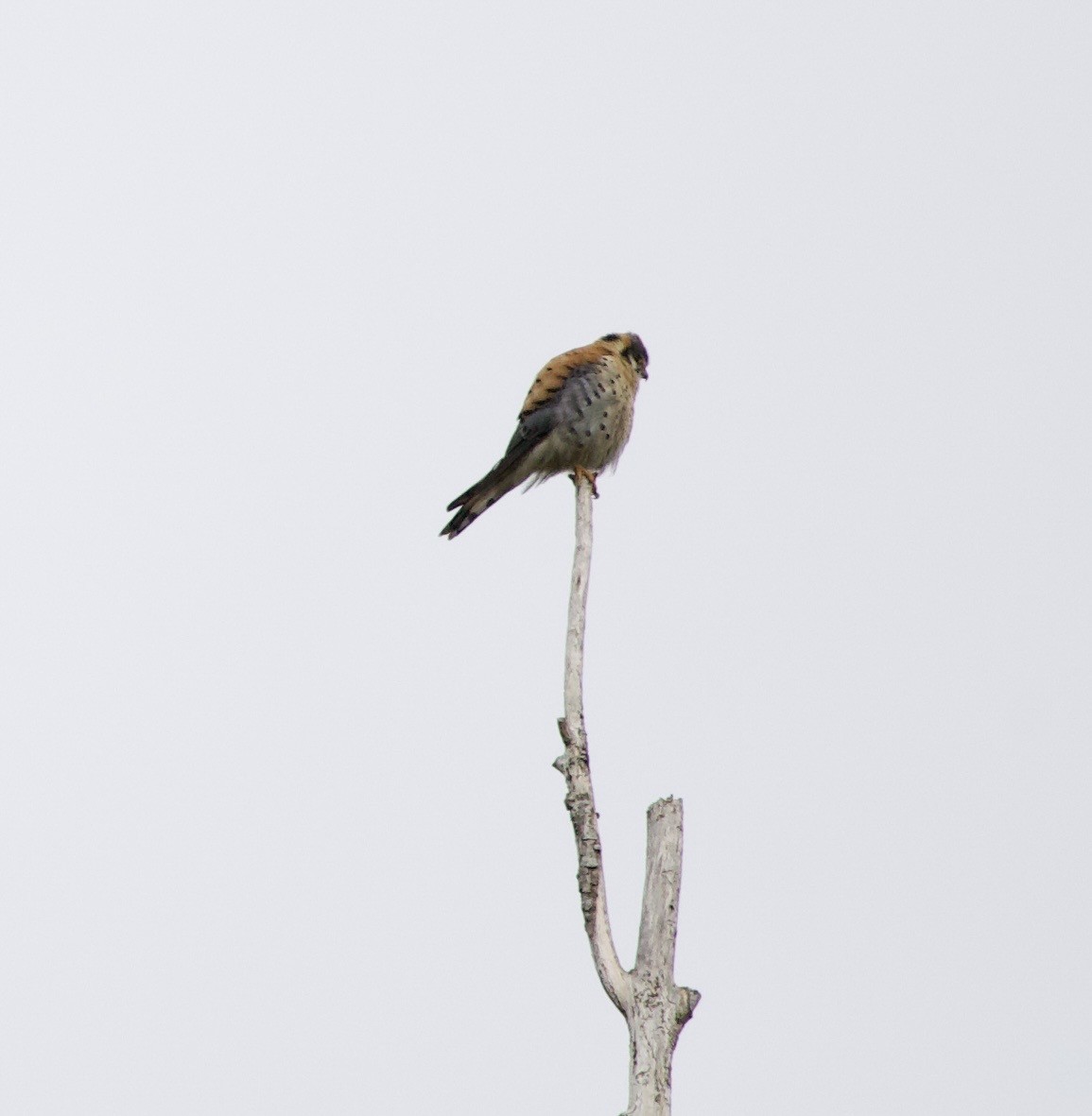 American Kestrel - ML646334376