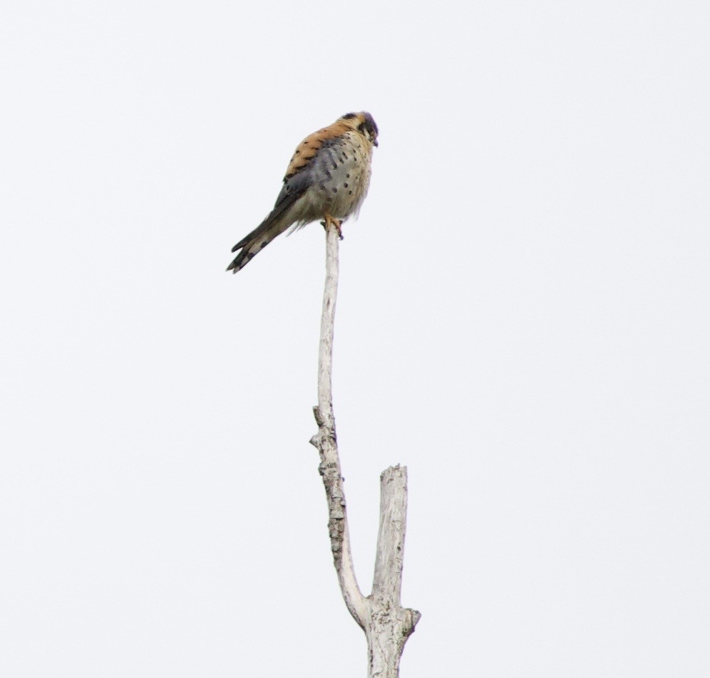 American Kestrel - ML646334377