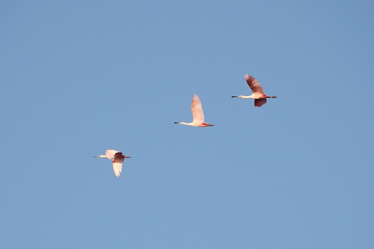 Roseate Spoonbill - ML646334379