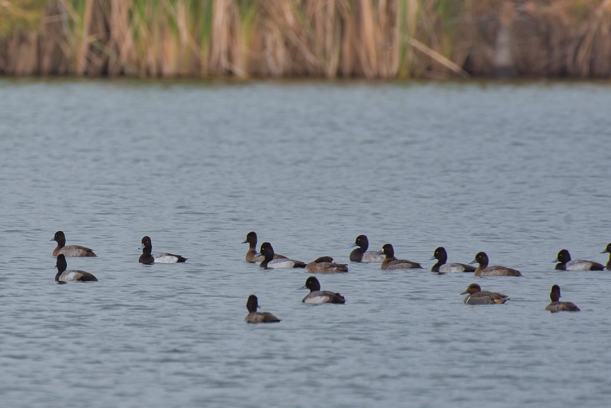 Lesser Scaup - ML646334381