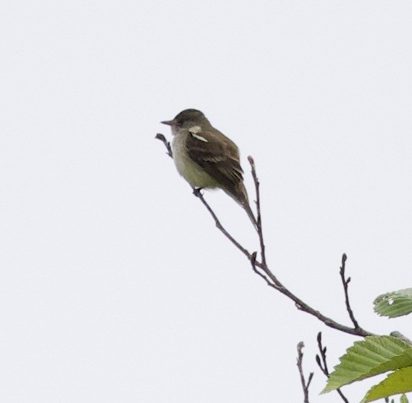 Willow Flycatcher - ML646334382