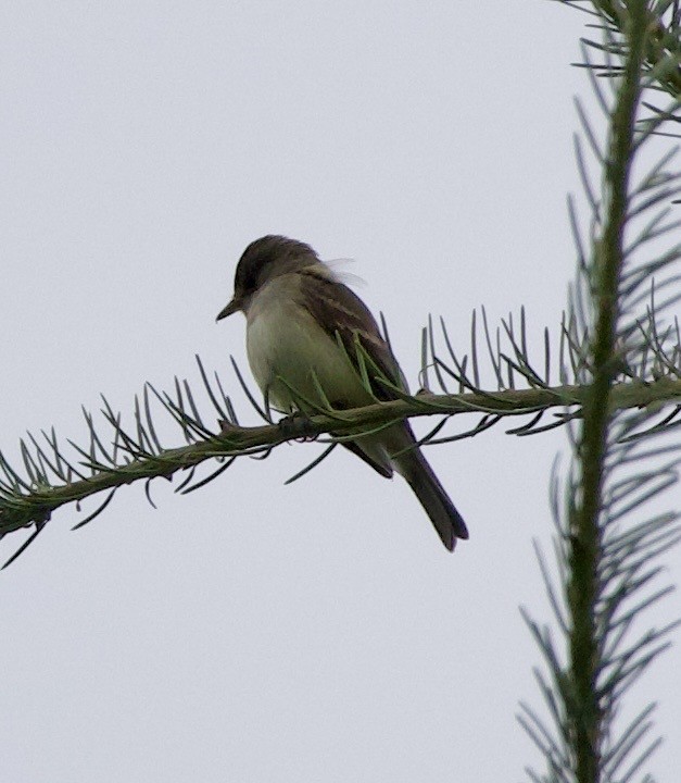 Willow Flycatcher - ML646334383