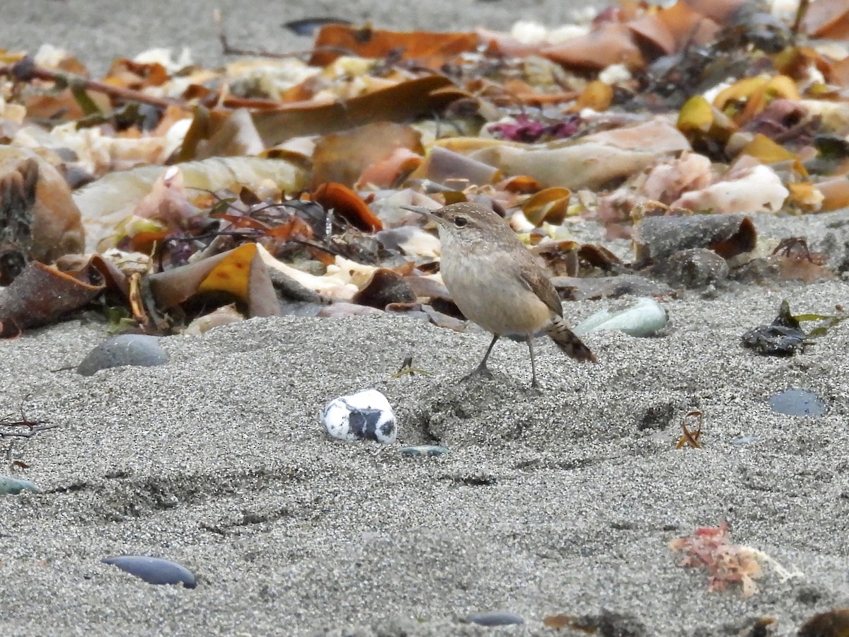 Rock Wren - ML646334385