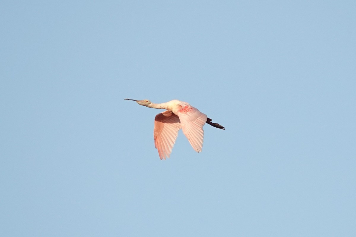 Roseate Spoonbill - ML646334386