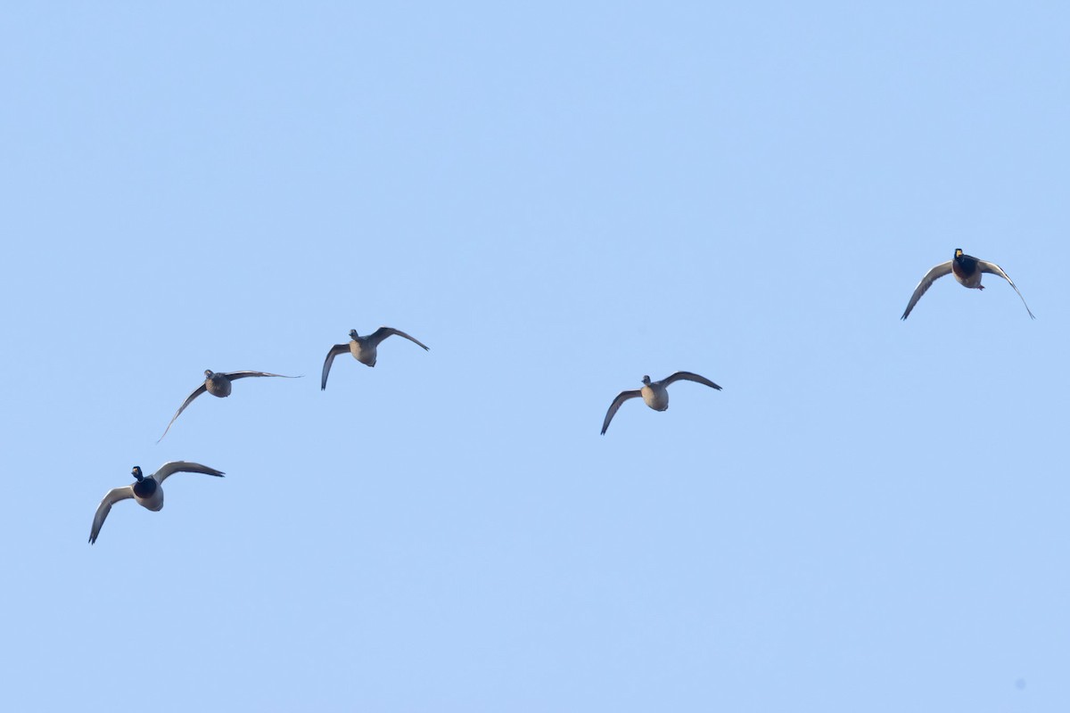 Northern Pintail - ML646334387