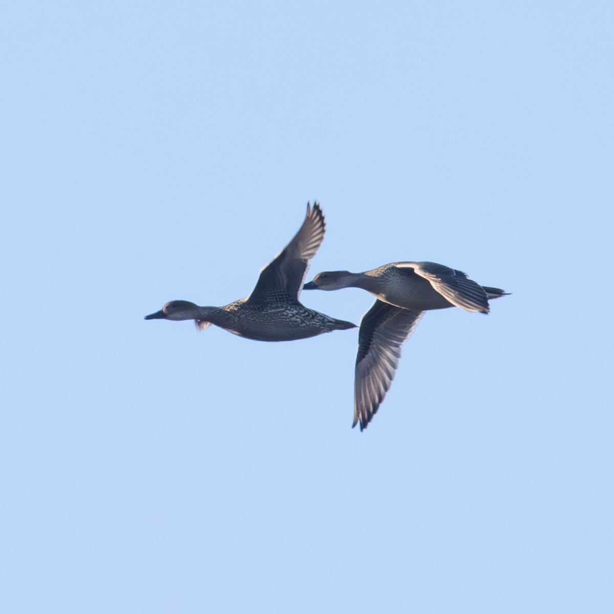 Northern Pintail - ML646334388