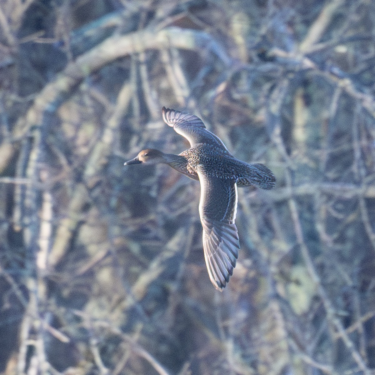 Northern Pintail - ML646334389