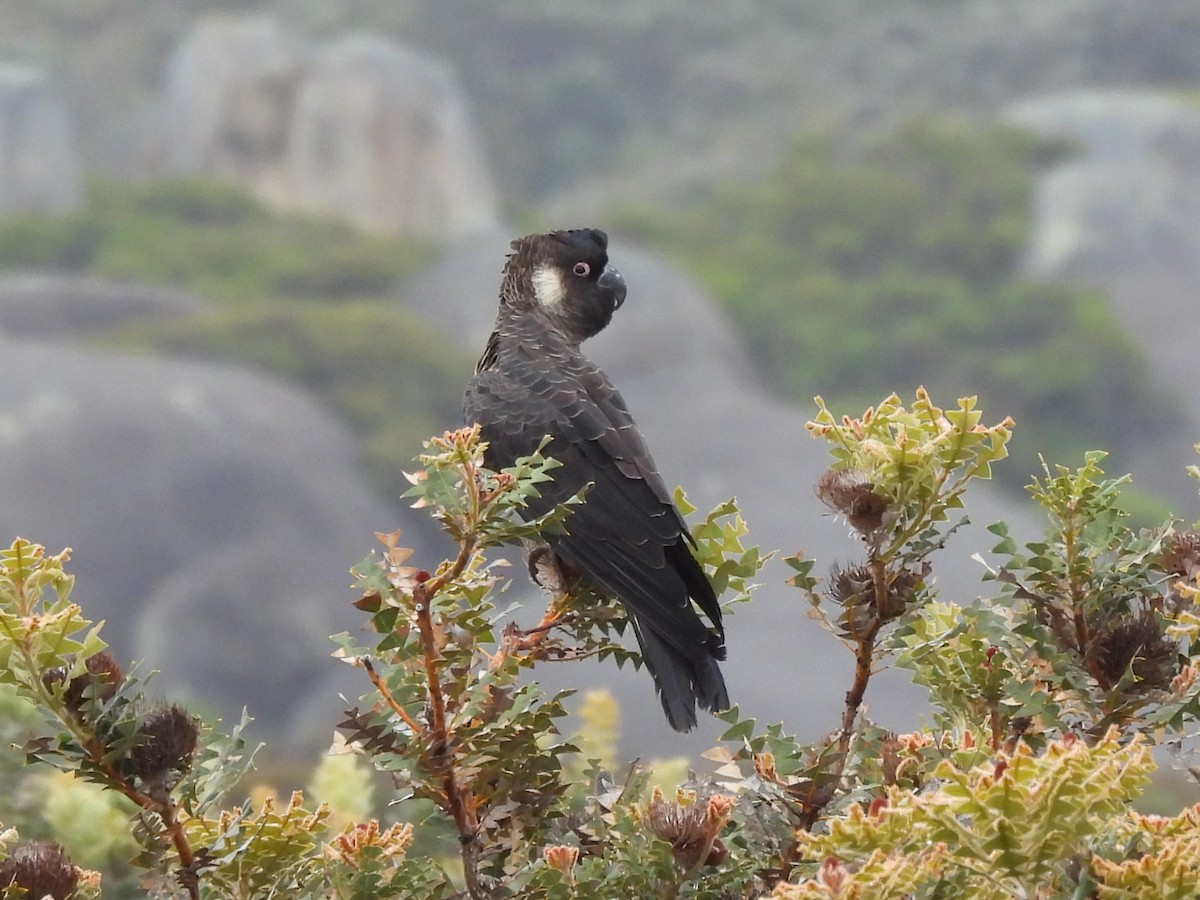 Carnaby's Black-Cockatoo - ML646334394