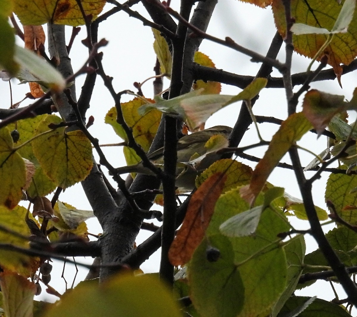 Hume's Warbler - ML646334404