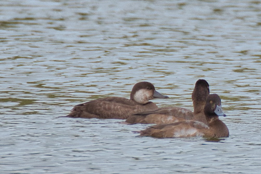 amerikasvartand - ML646334406