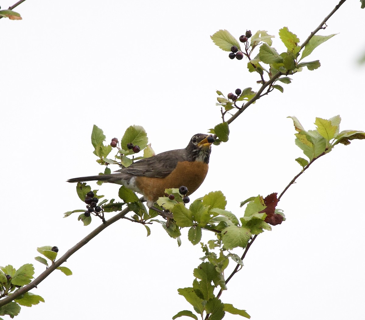 American Robin - ML646334407