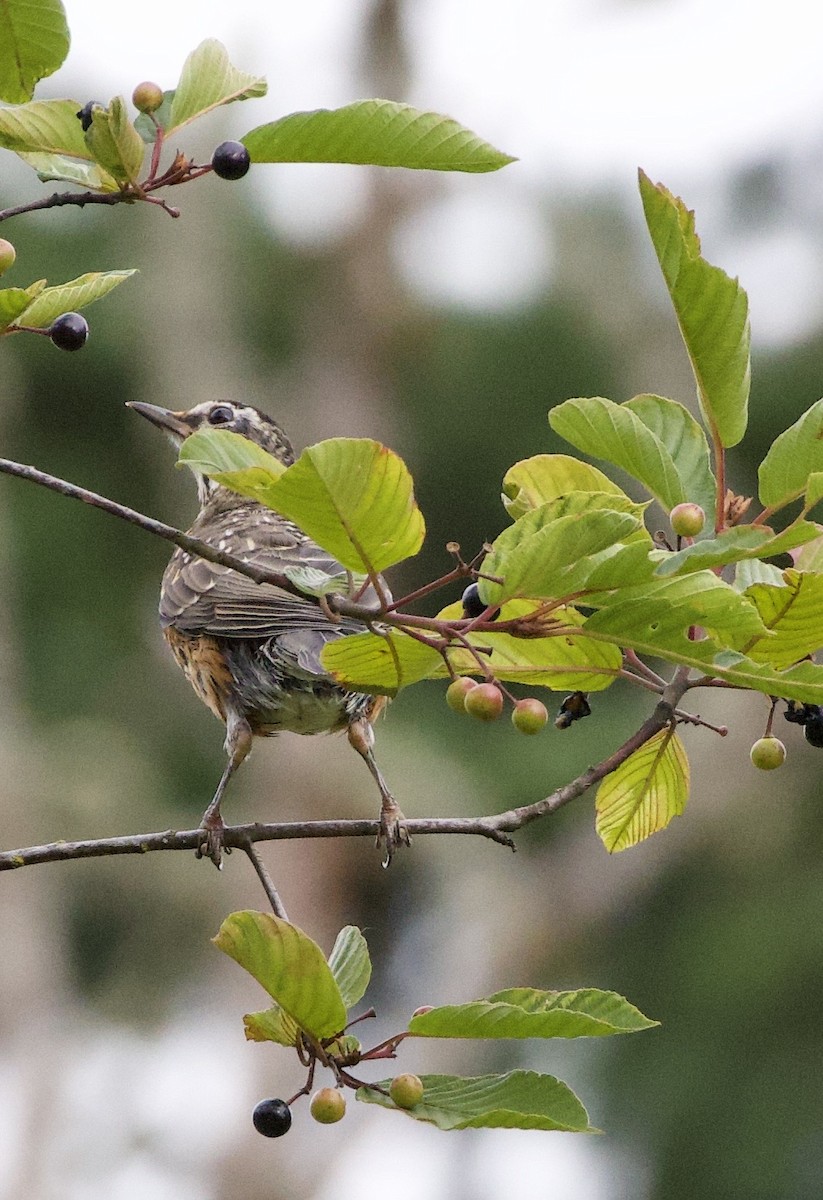 American Robin - ML646334408