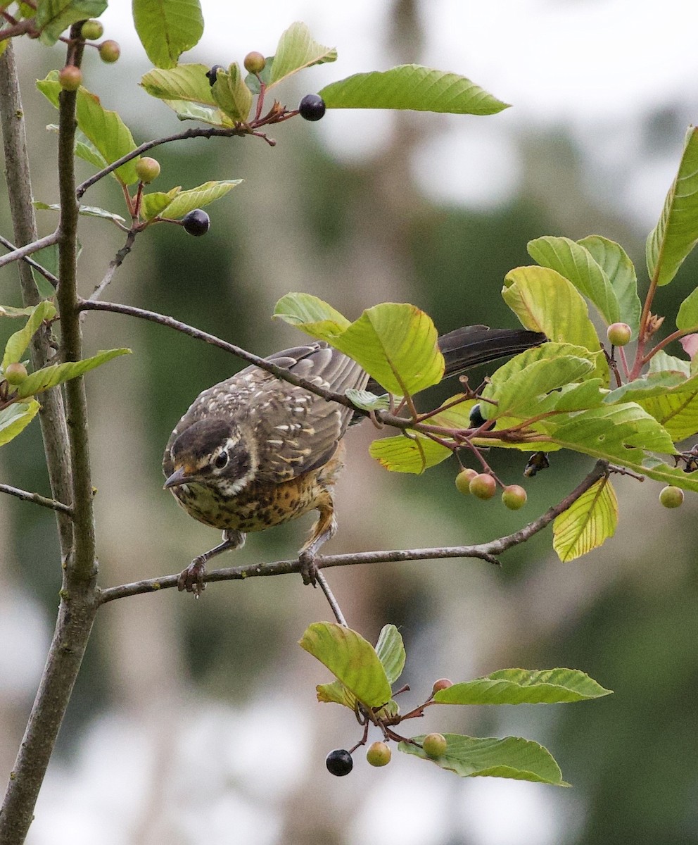 American Robin - ML646334409