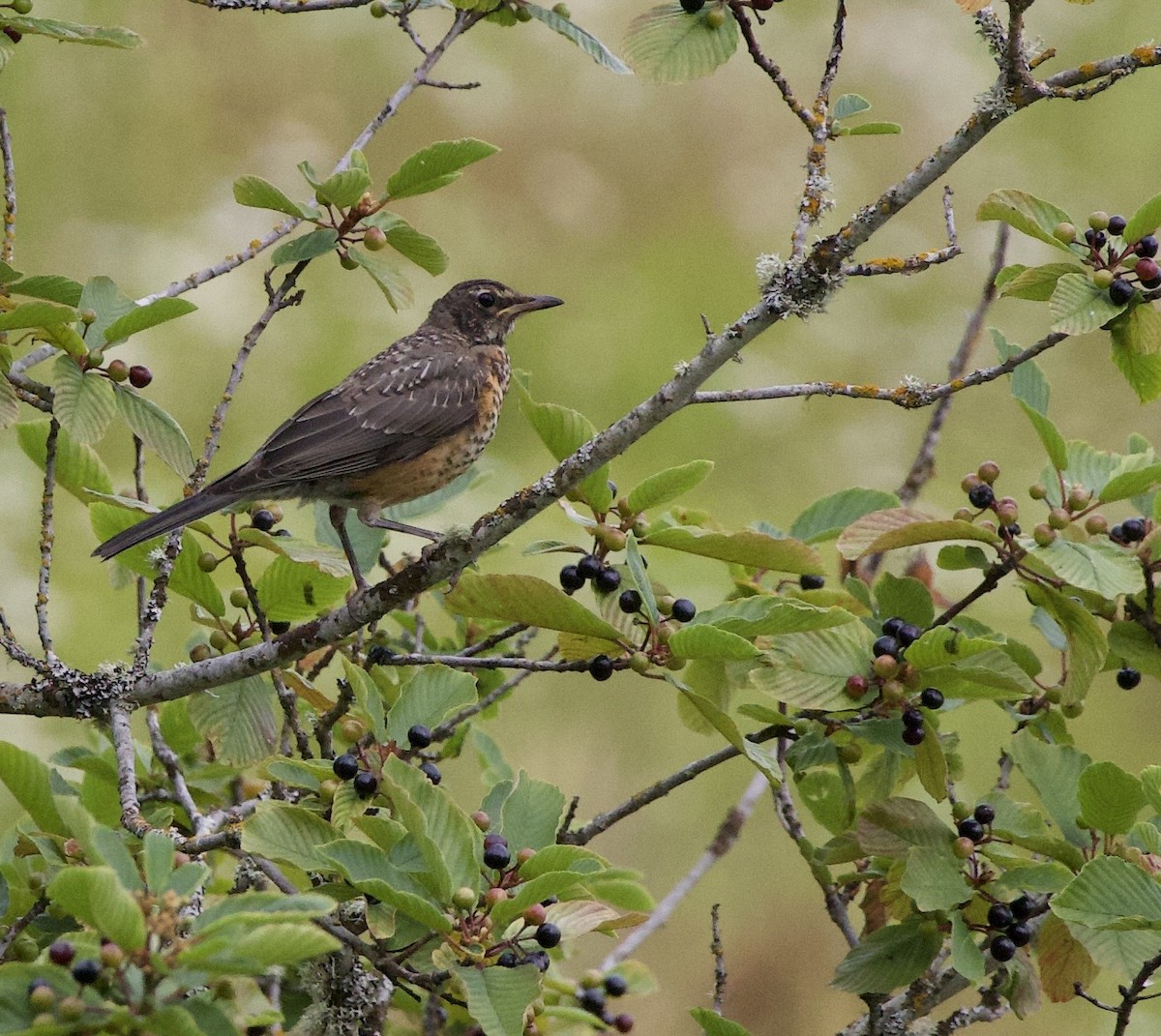 American Robin - ML646334410