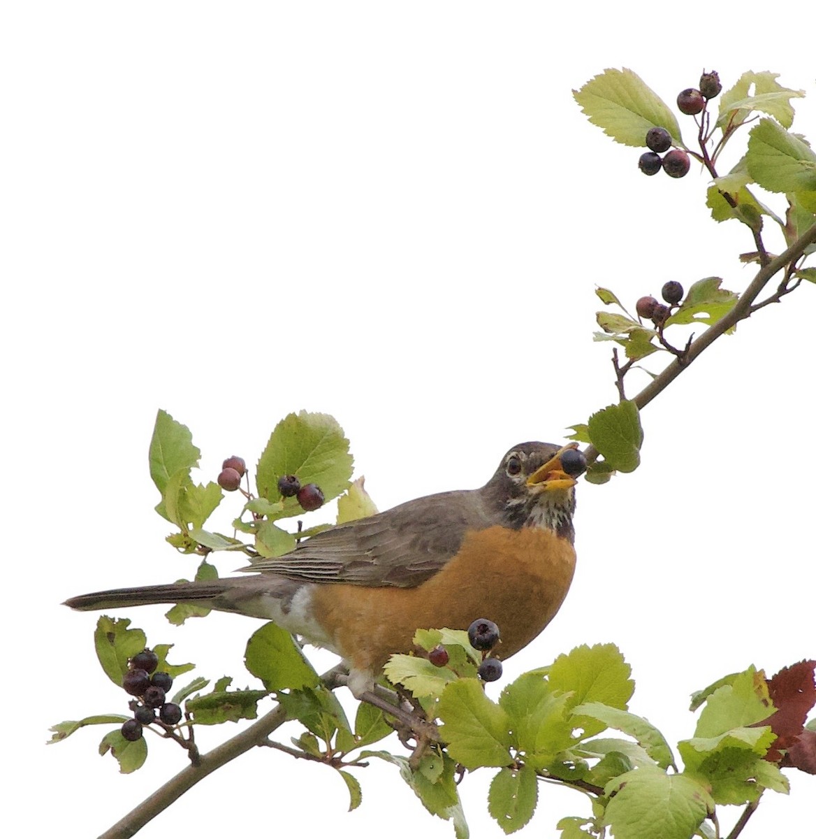 American Robin - ML646334411