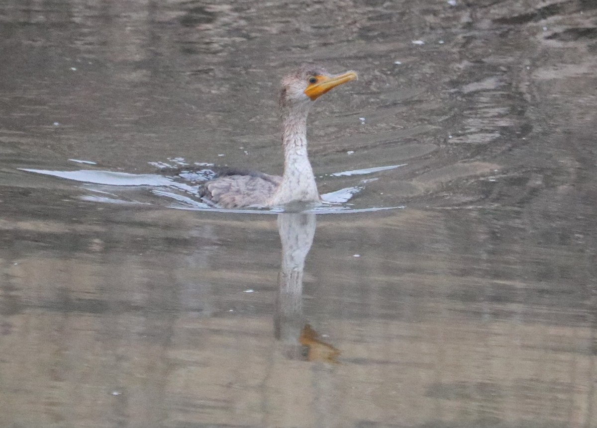 Double-crested Cormorant - ML646334415