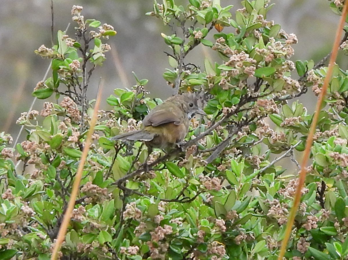 Western Whipbird - ML646334416