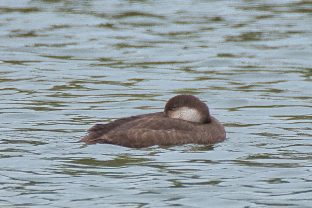 amerikasvartand - ML646334422