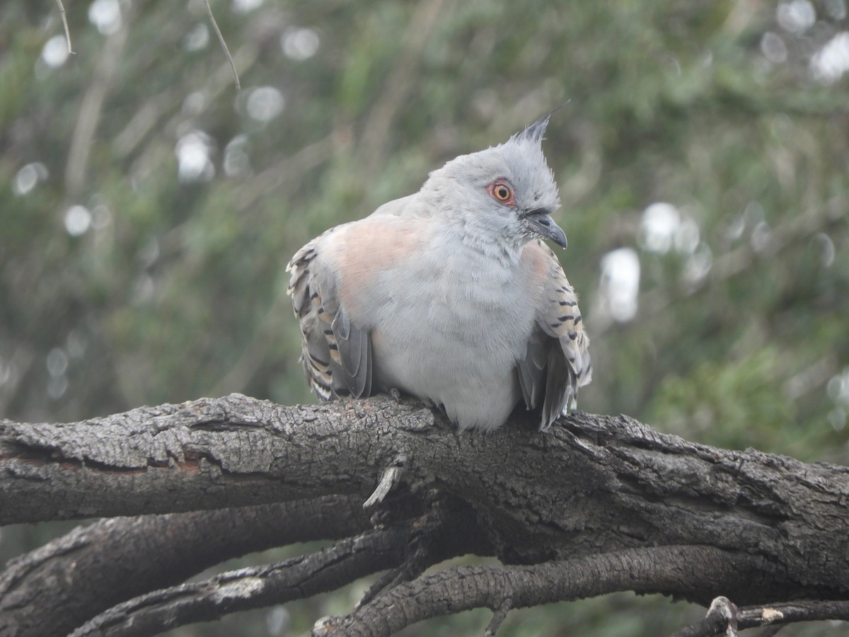 Crested Pigeon - ML646334428