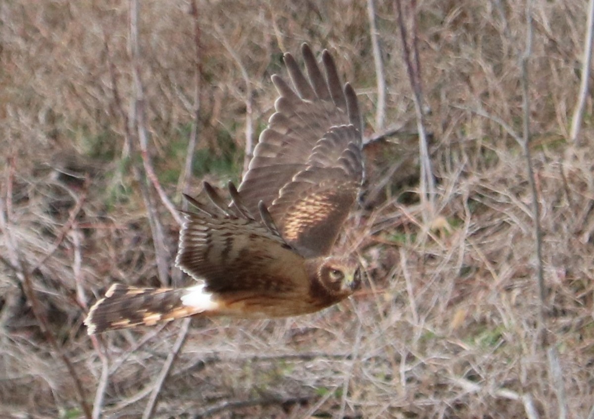 Northern Harrier - ML646334441