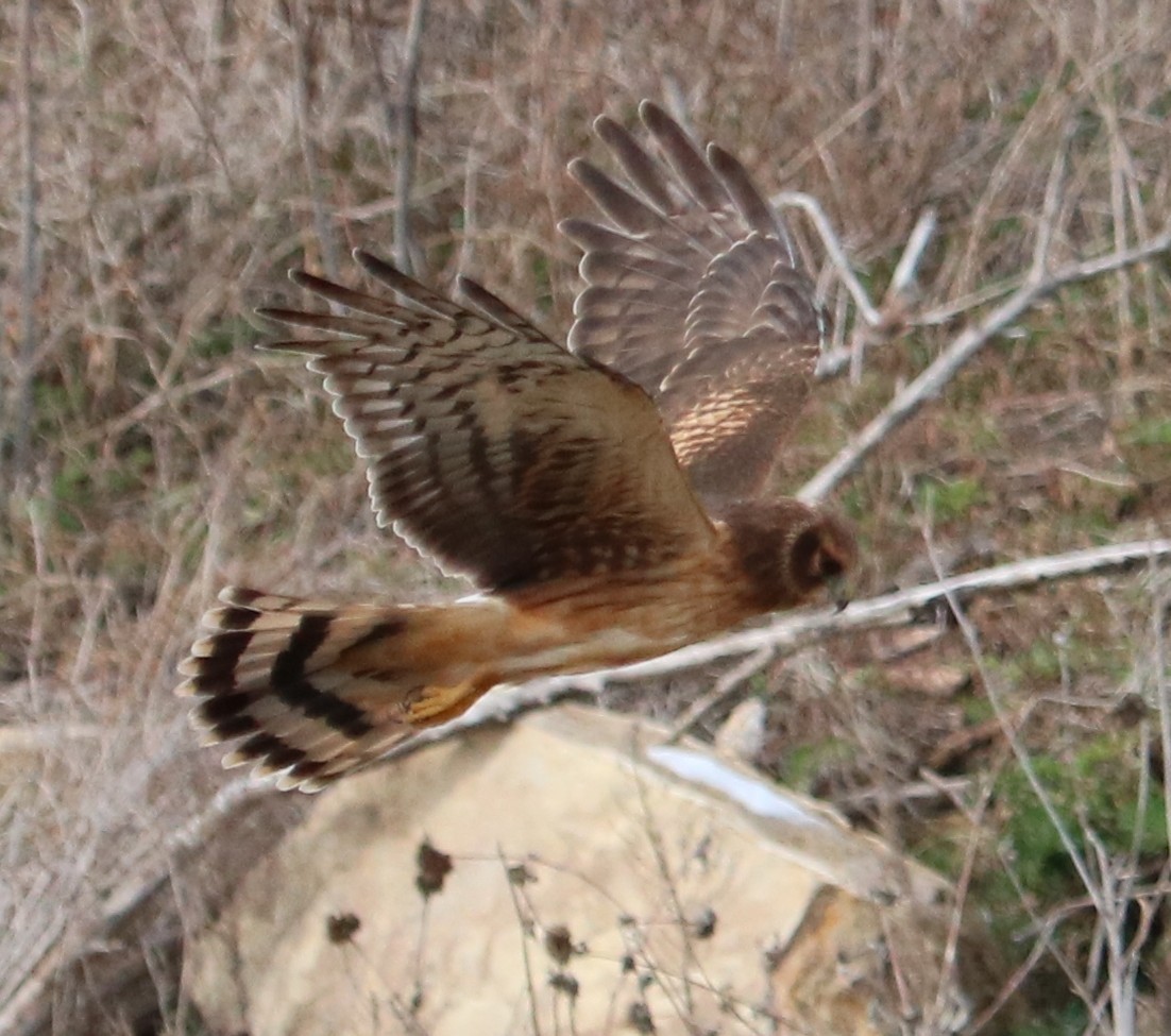 Northern Harrier - ML646334442