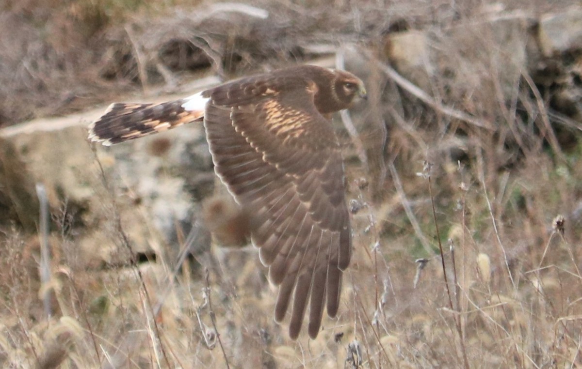 Northern Harrier - ML646334443