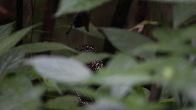 Striated Wren-Babbler - ML646334449