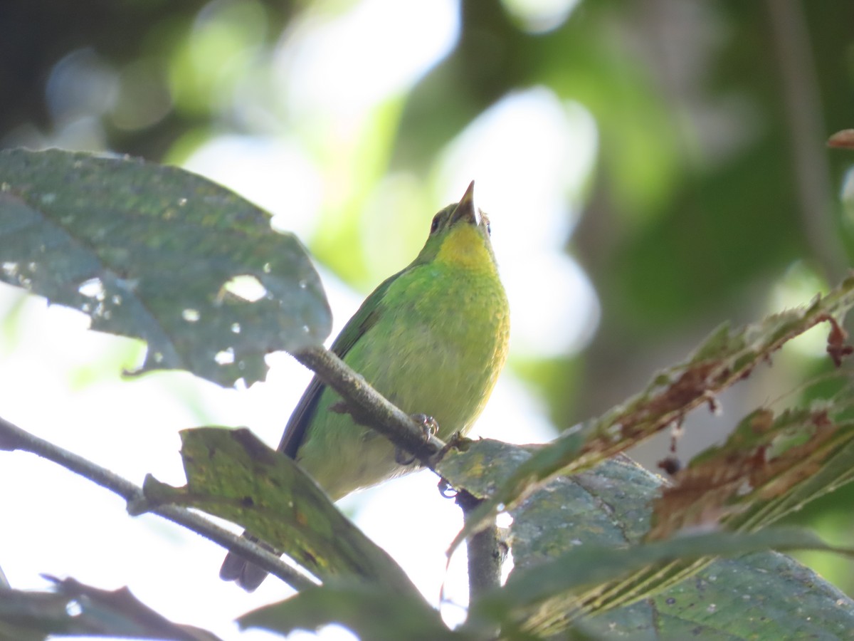 Саї великий - ML646334453