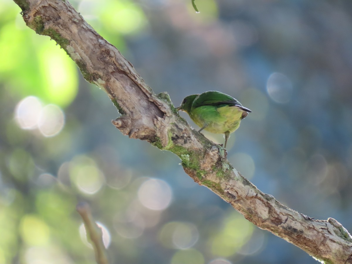 Саї великий - ML646334455
