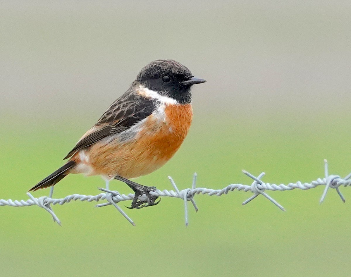 Трав'янка чорноголова - ML646334456