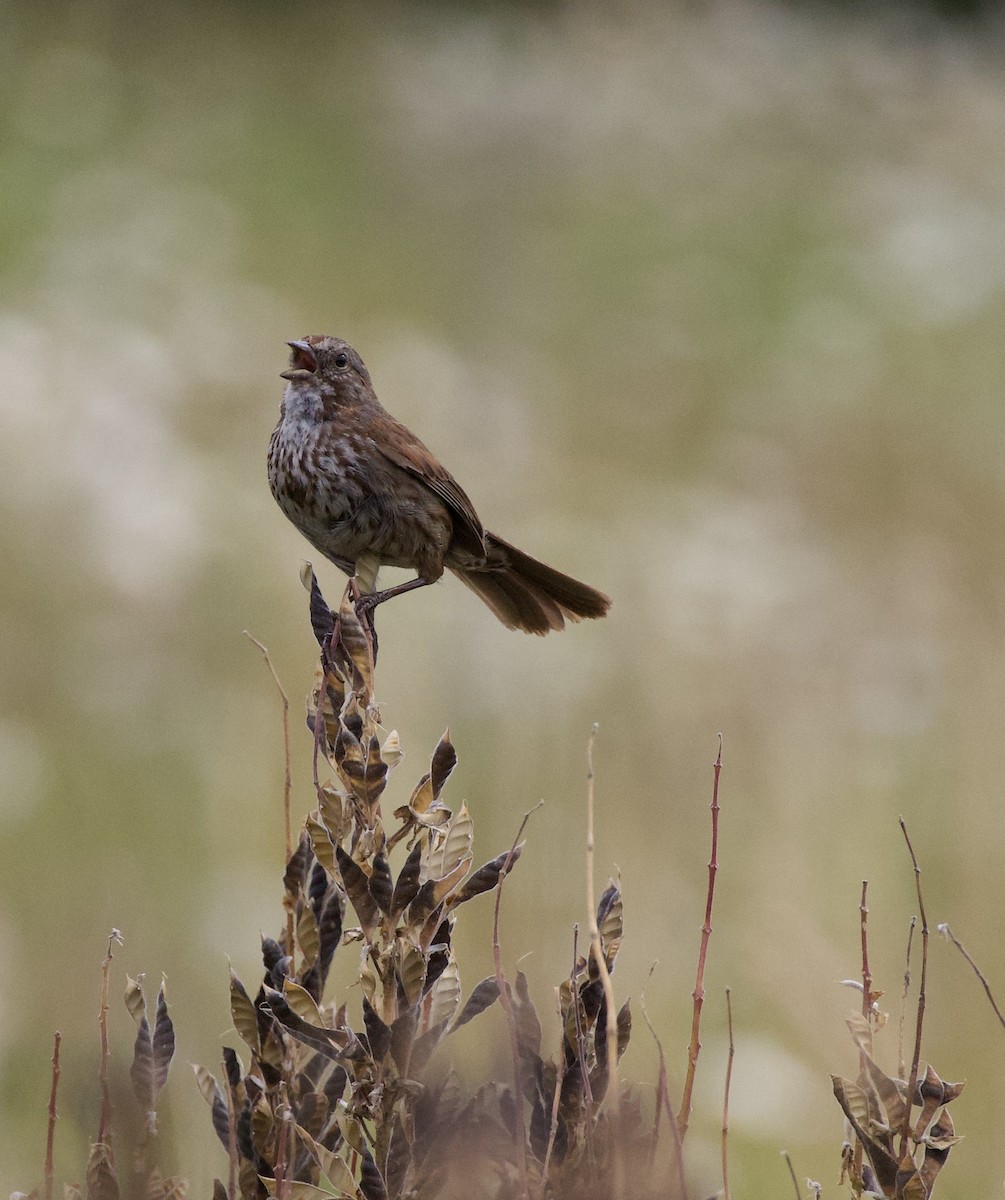 Пасовка співоча - ML646334459