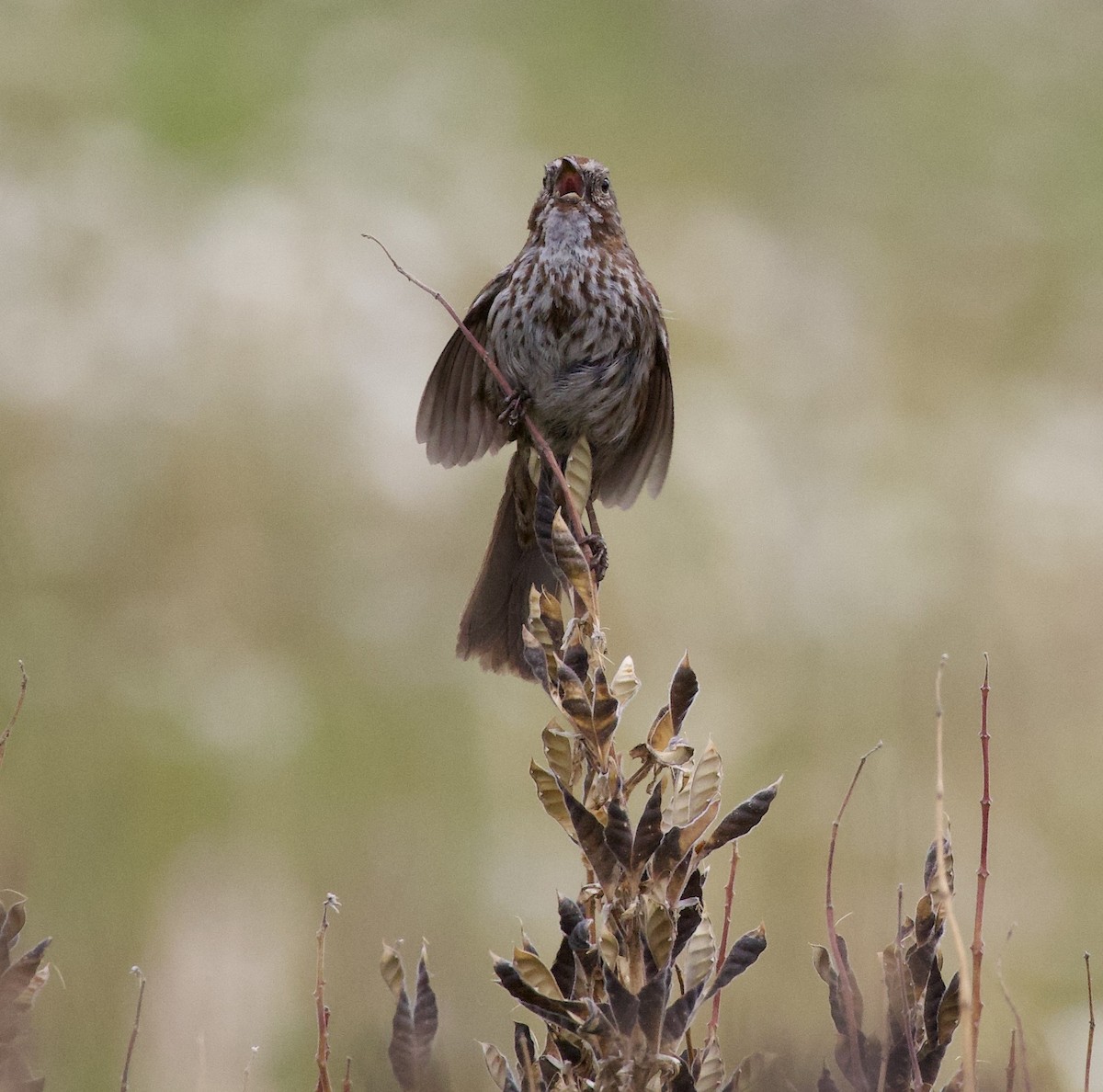 Пасовка співоча - ML646334460