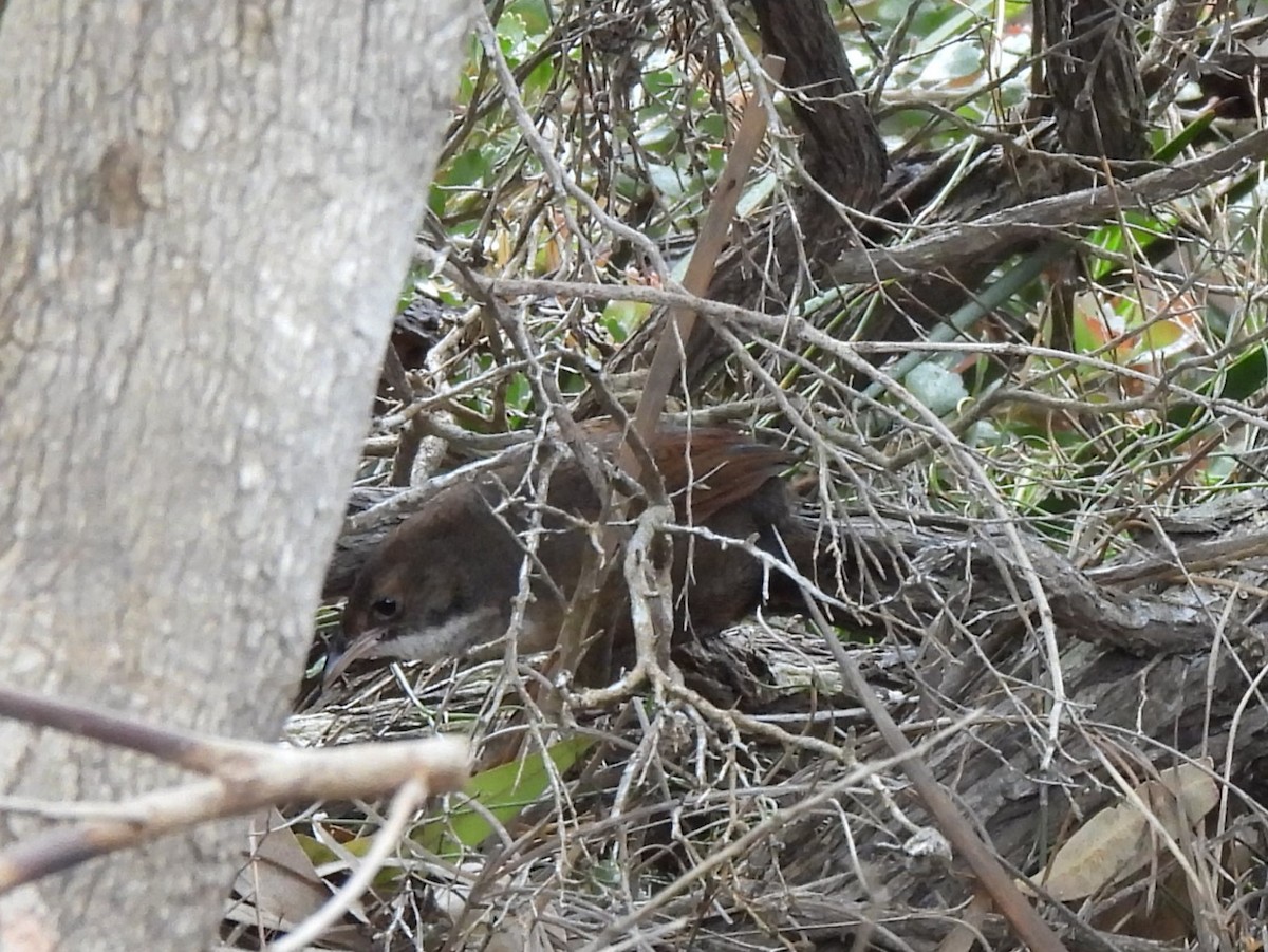 Гущак великий - ML646334464