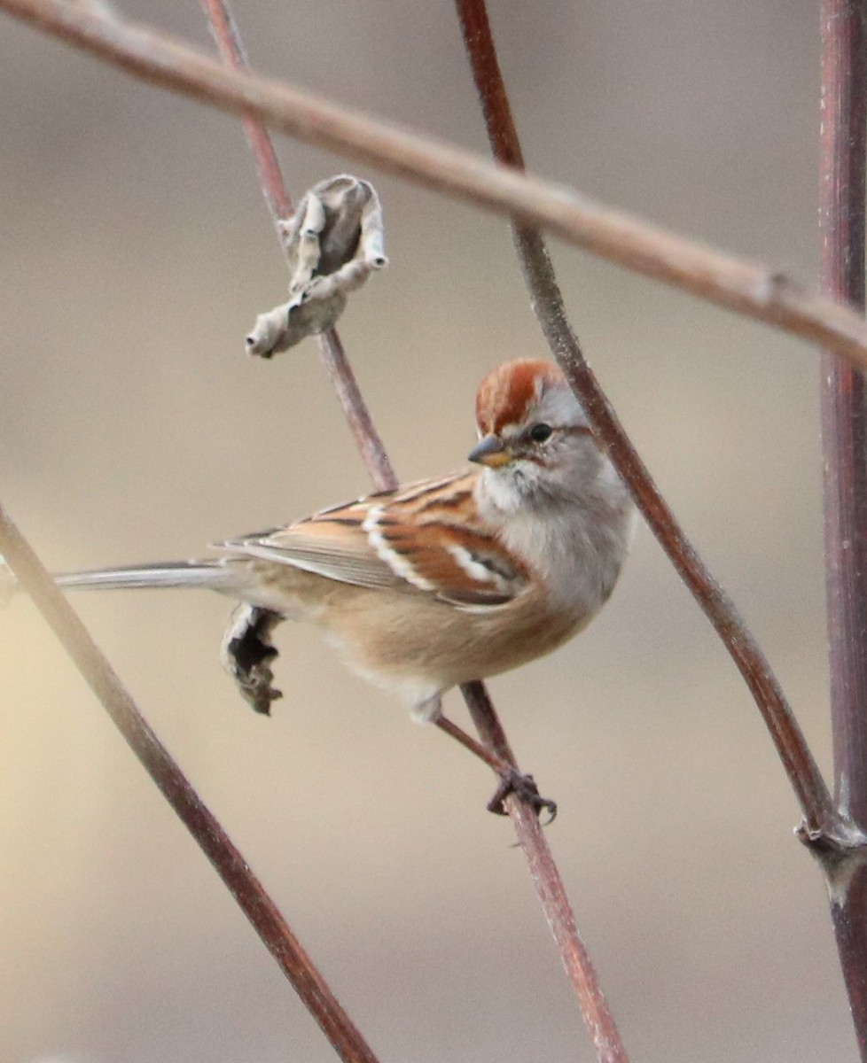Пасовник північний - ML646334467