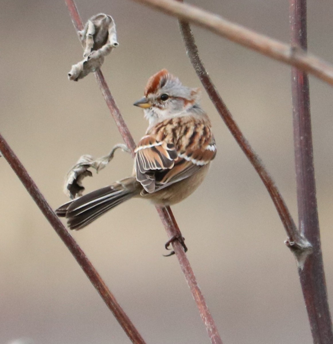 Пасовник північний - ML646334468