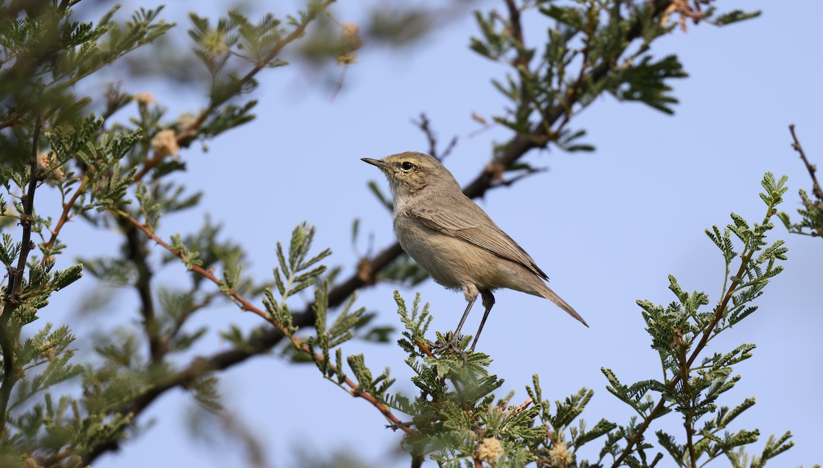 Вівчарик іранський - ML646334471