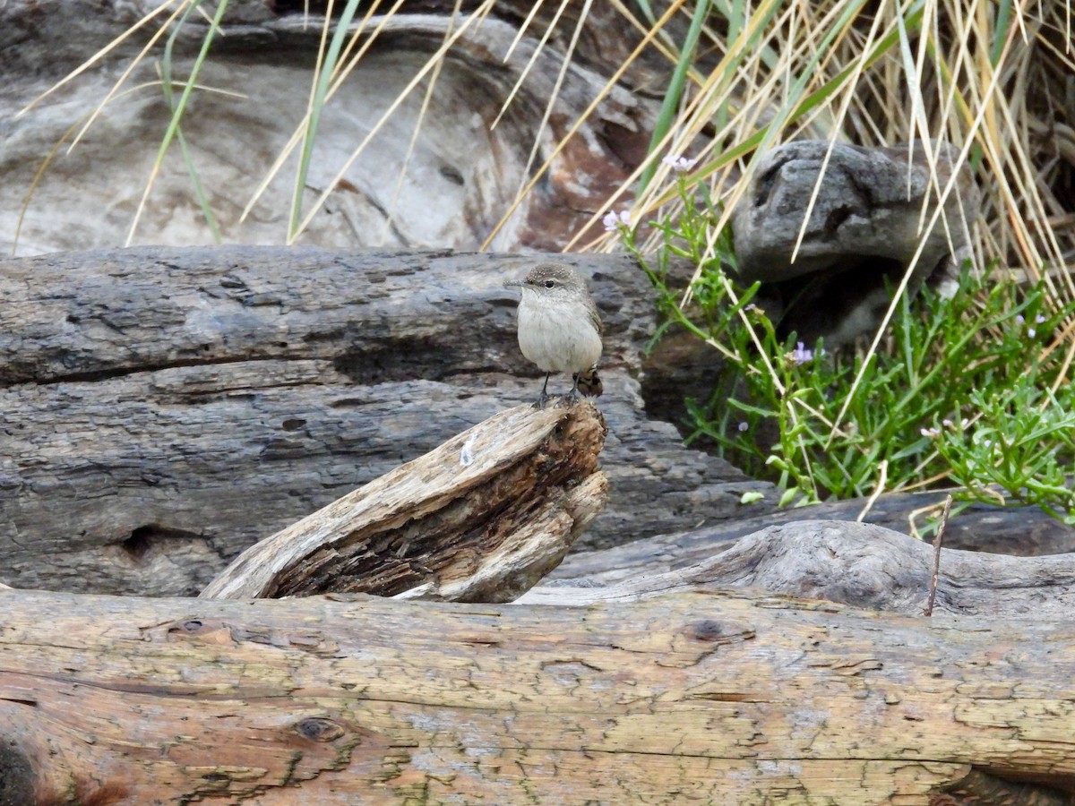 Rock Wren - ML646334472