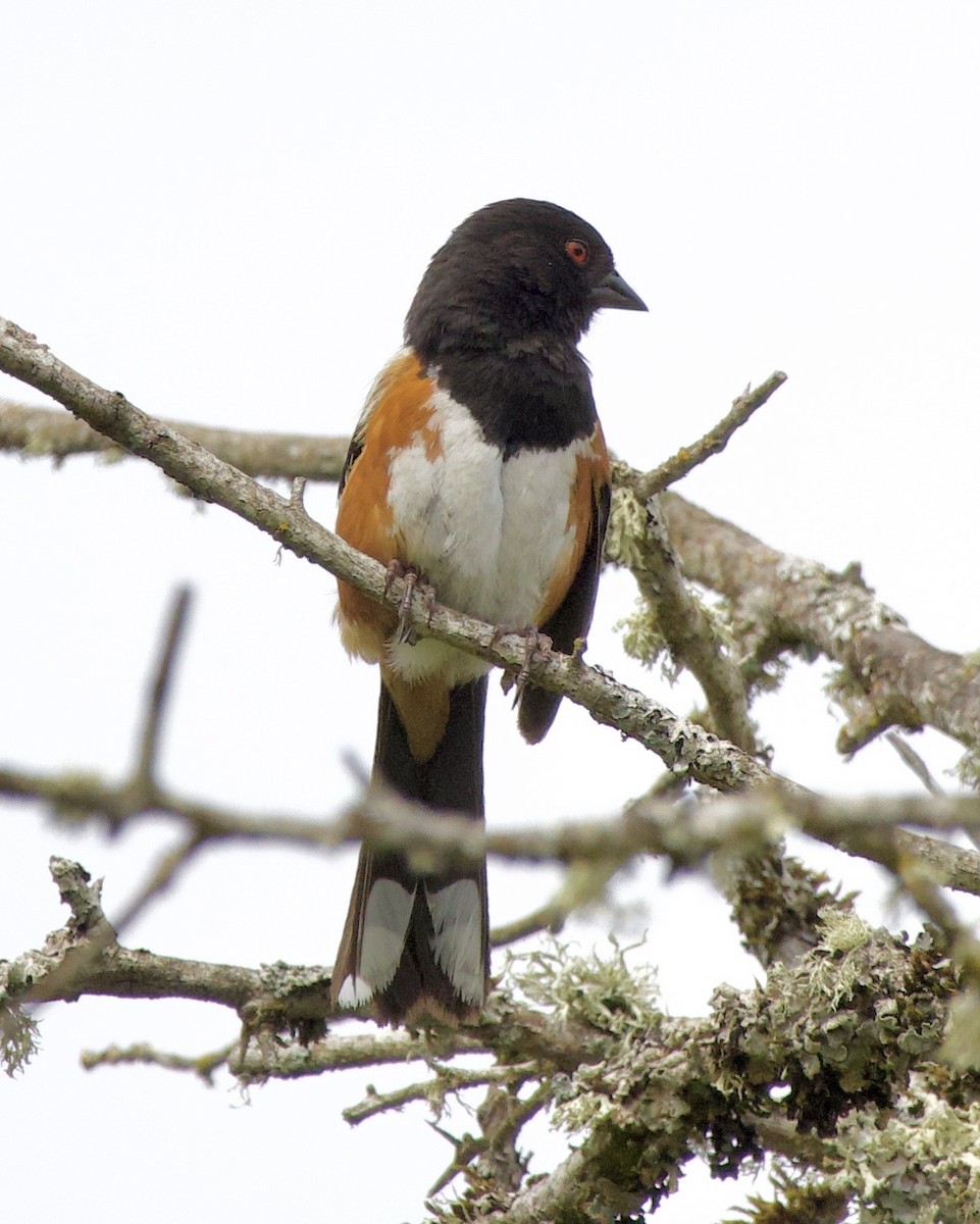 Тауї плямистий - ML646334473